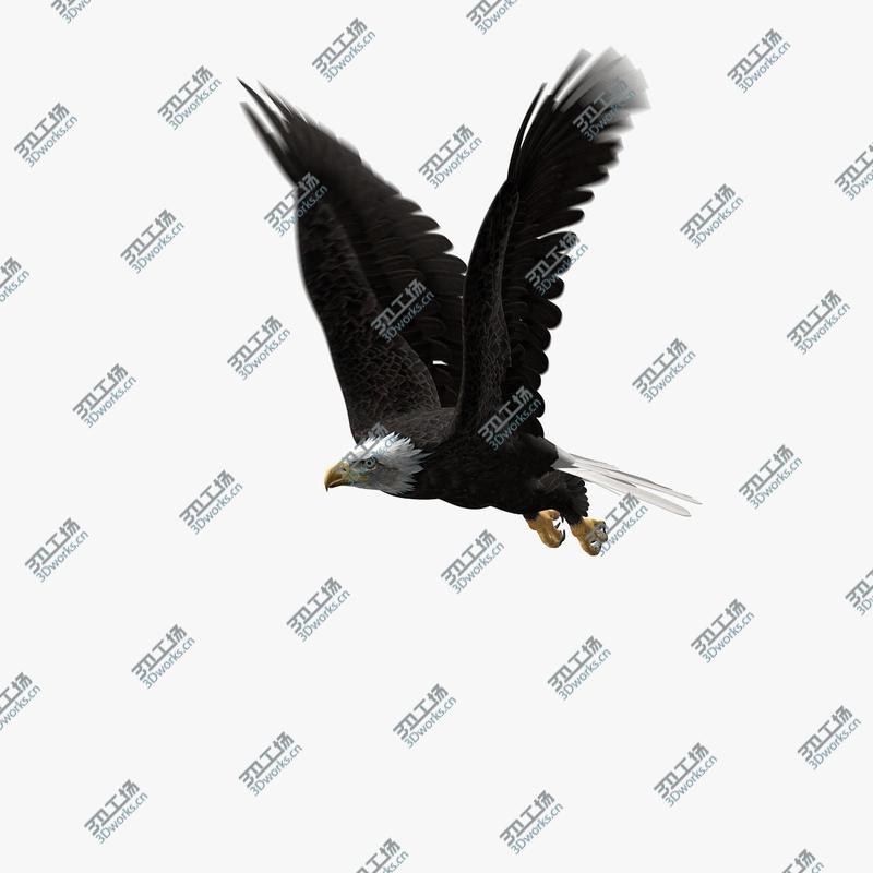 images/goods_img/20210113/American Bald Eagle (ANIMATED)/3.jpg